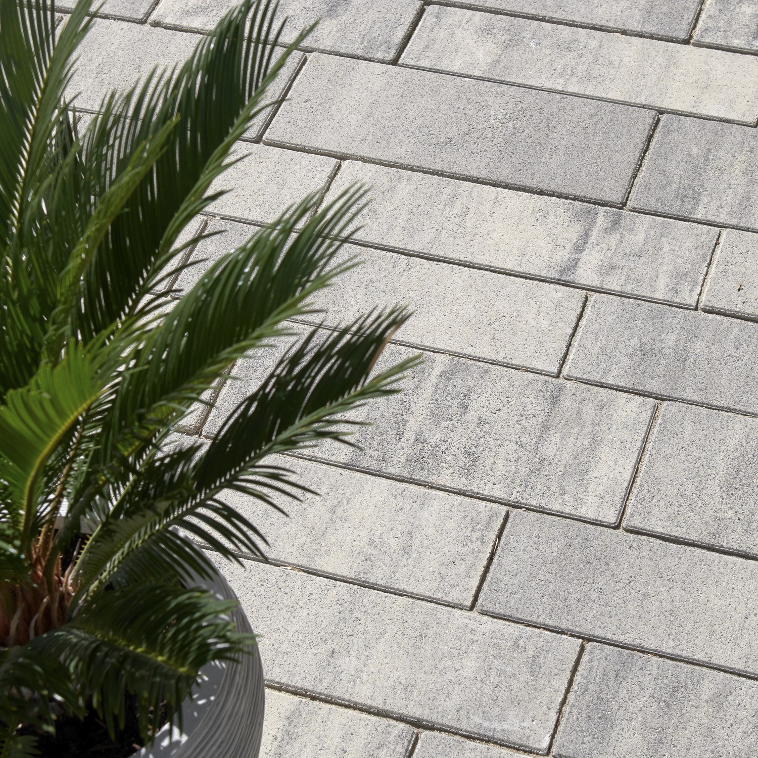 LEO® COLORI 8