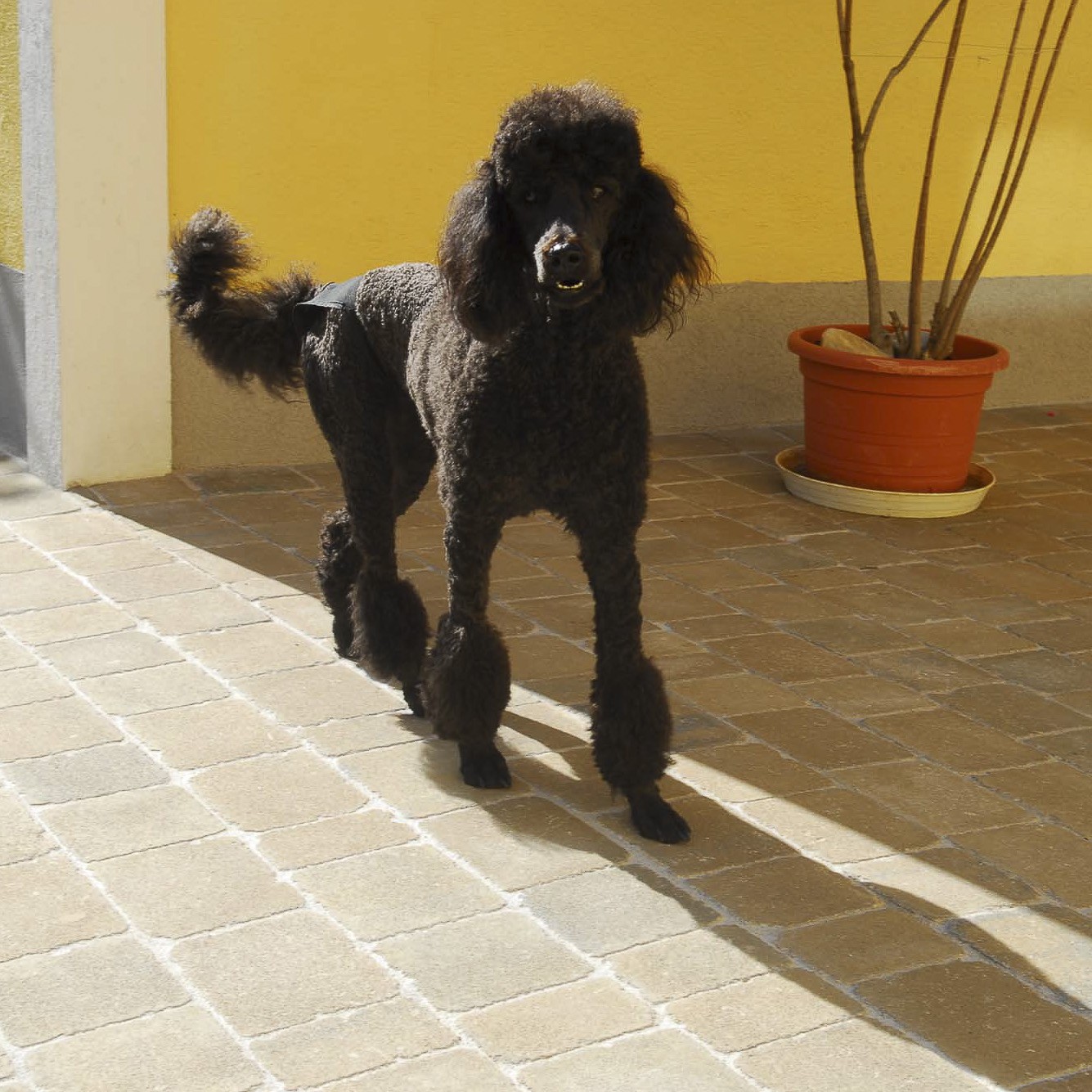 RIALTA® ANTIK BASIC - Image 32